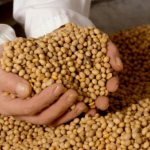 Soya en Grano